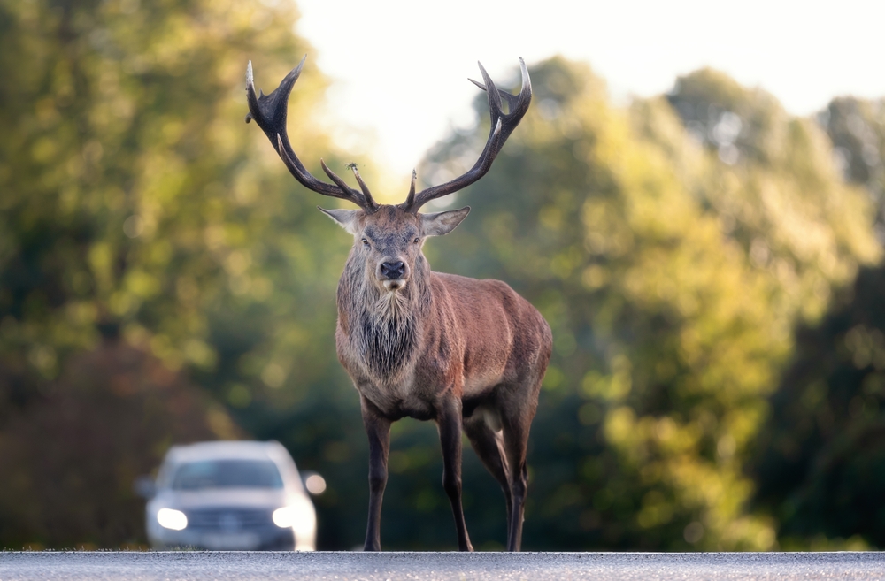 Deer on the road - how to avoid.